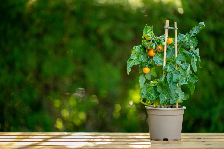 What is a salsa garden? Say hello to the trend that will spice up your ...