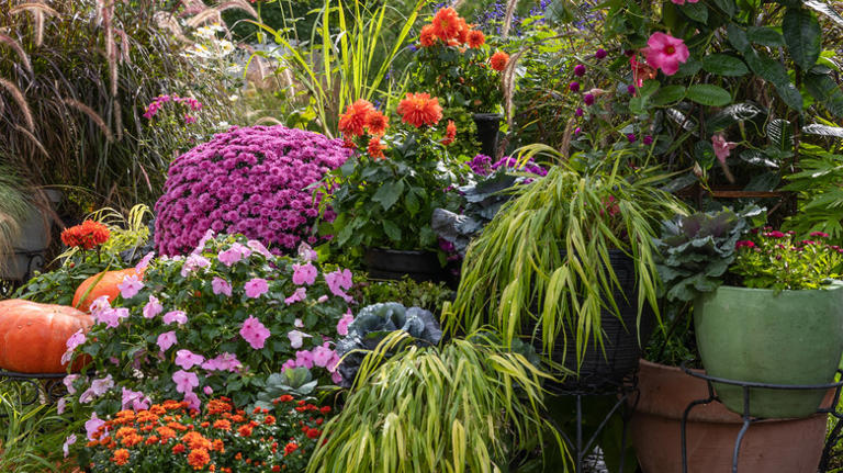The award-winning perennial that grows effortlessly in containers with ...