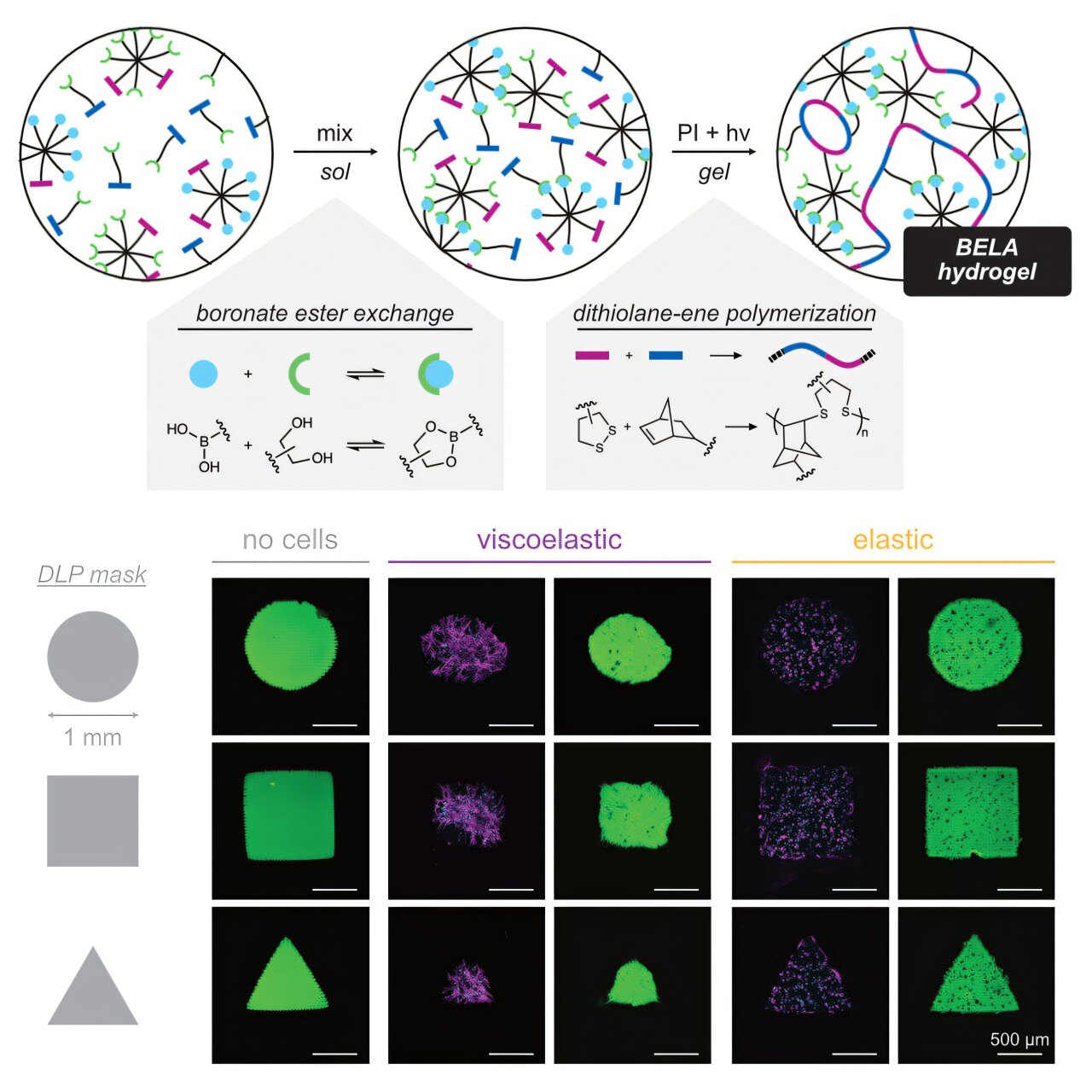 Light-controlled hydrogel mimics soft human tissue for more realistic ...