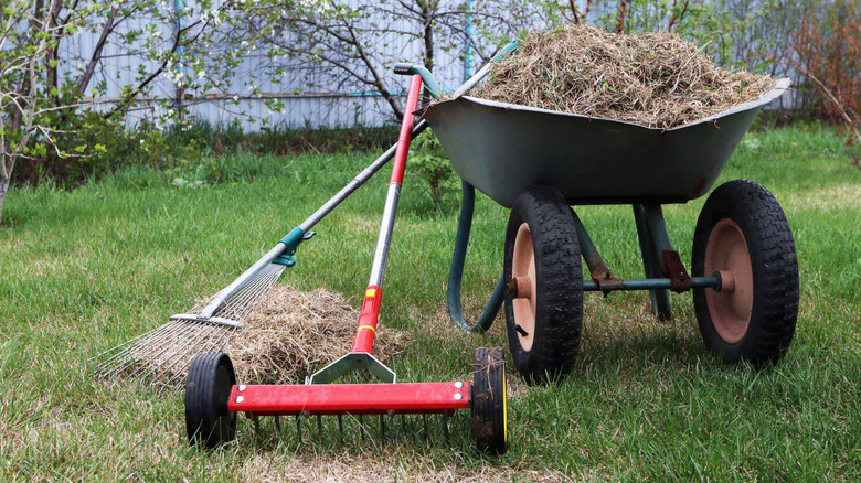 How to care for your lawn after dethatching your yard