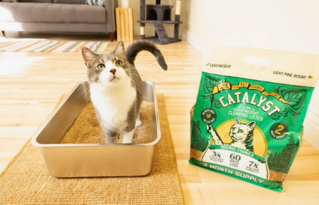 Catalyst Pet natural cat litter review: A veterinarian’s honest take