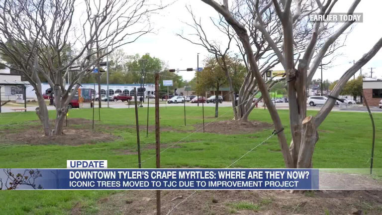Crape myrtles recovering, beginning to bud after TJC move from Tyler Square