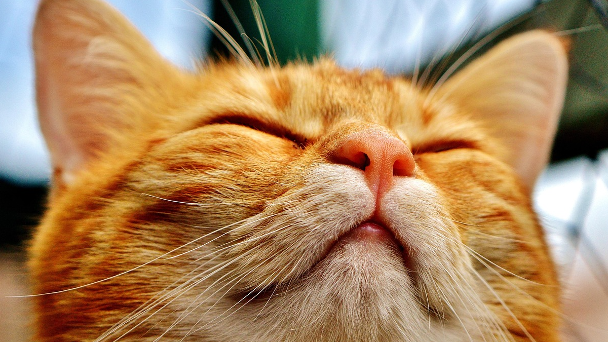 When your cat thinks you're its mom, your cat will do these 10 curious ...