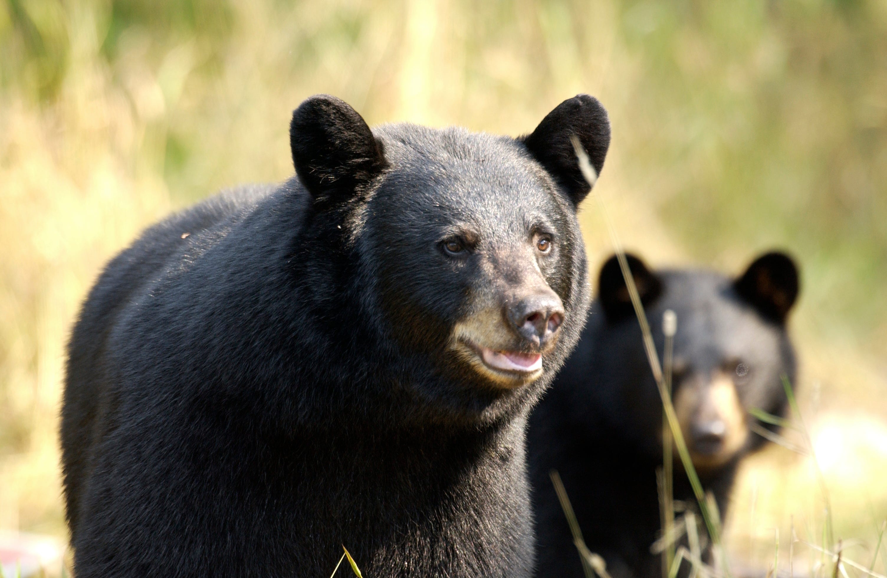 Michigan bears are leaving their winter dens. It's bear-proofing time