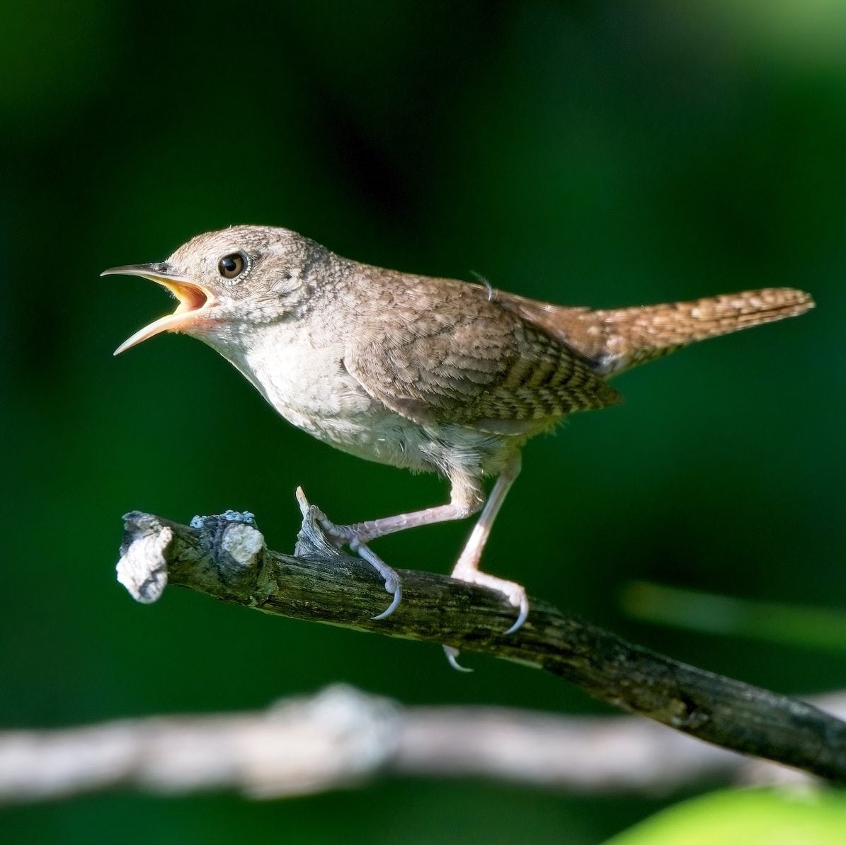 When will northern house wrens return in spring?
