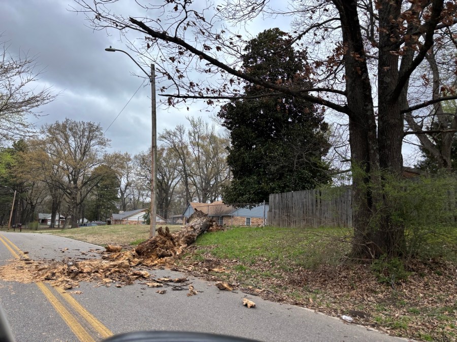 Mid-South residents deal with fallen trees, power outages after storm