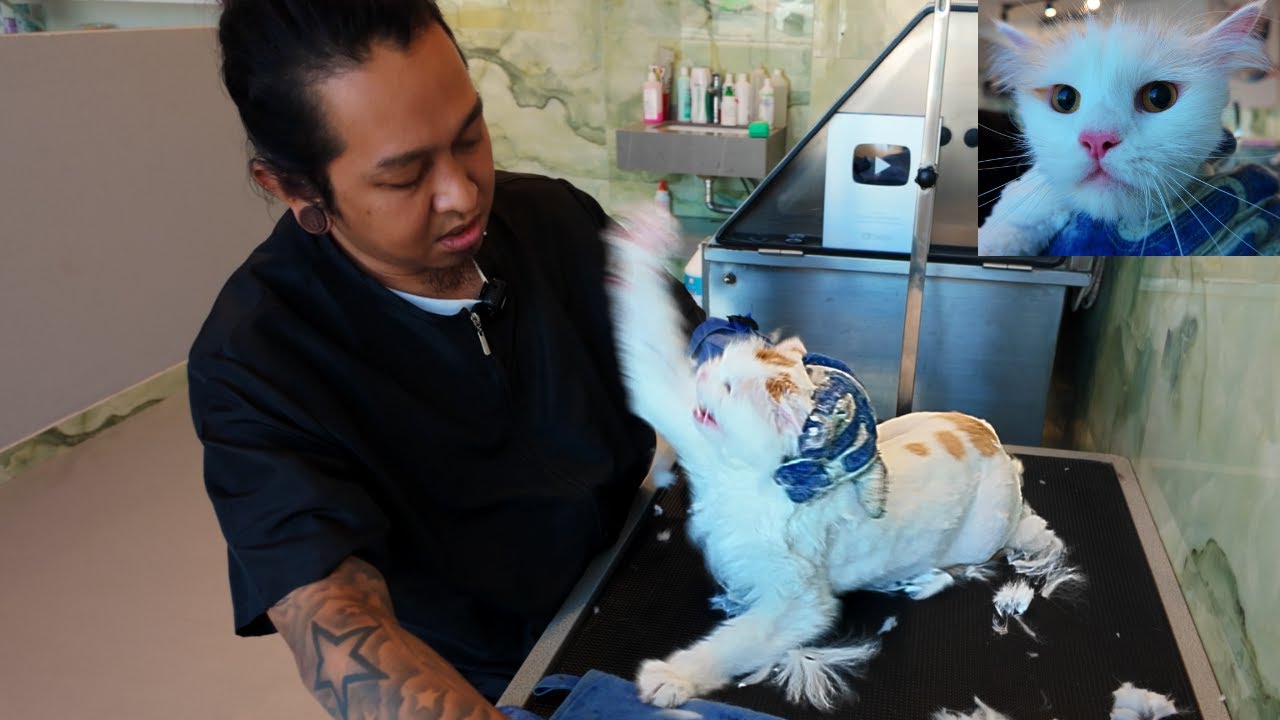 Fluffy’s wild grooming session ⚠️