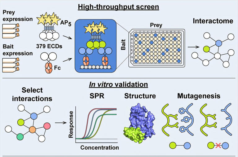 Building a reference manual for how cells connect with each other