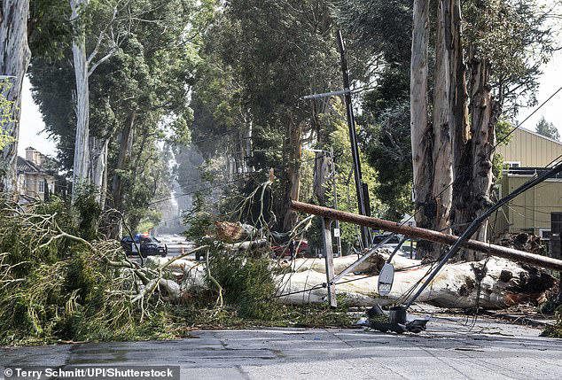 'City of trees' cuts down hundreds of eucalyptuses as residents say ...
