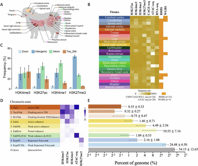 New study offers insight into tissue-specific gene regulation of sheep