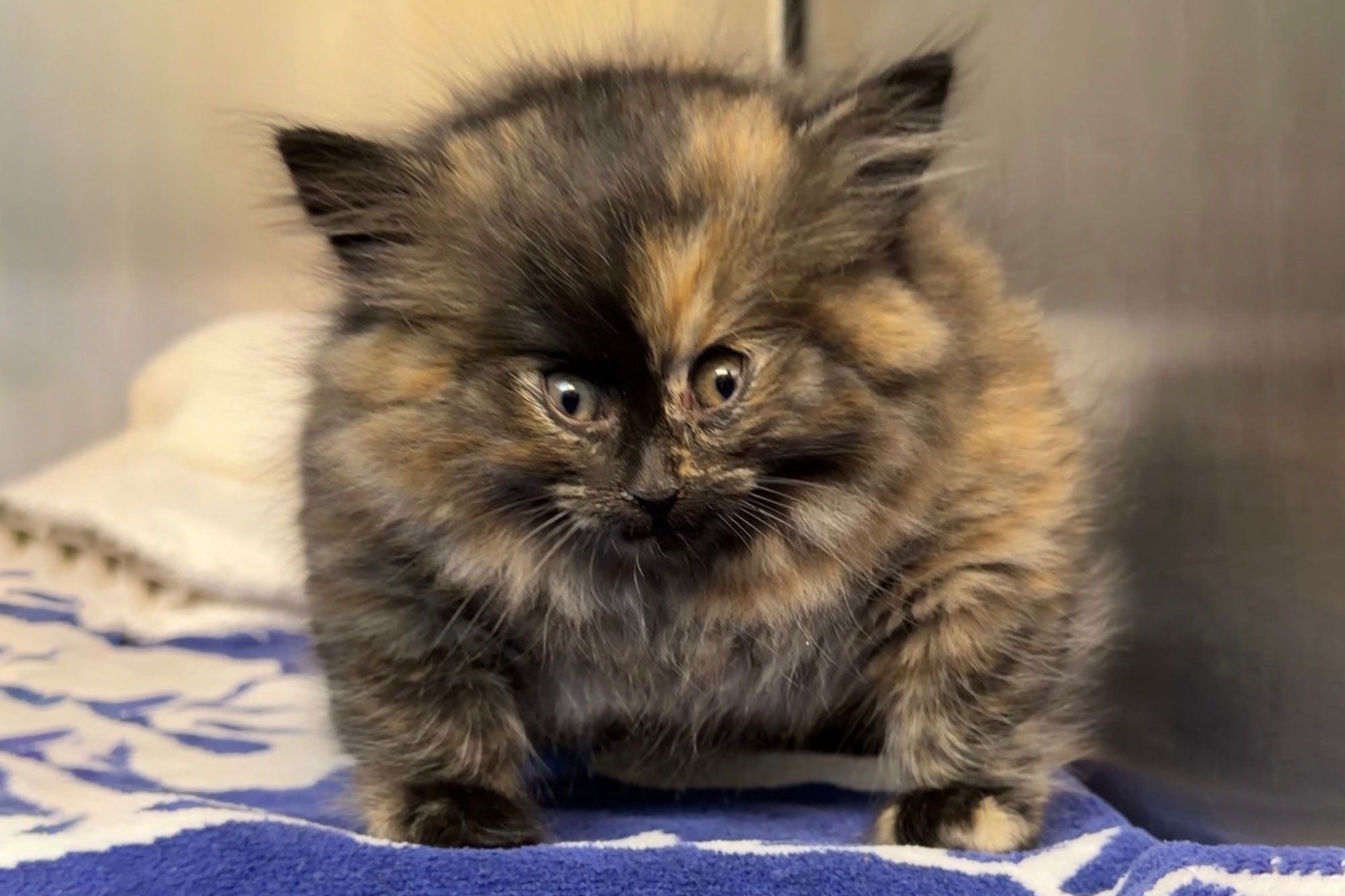 Viral puff kitten that suffers from bizarre medical condition finally