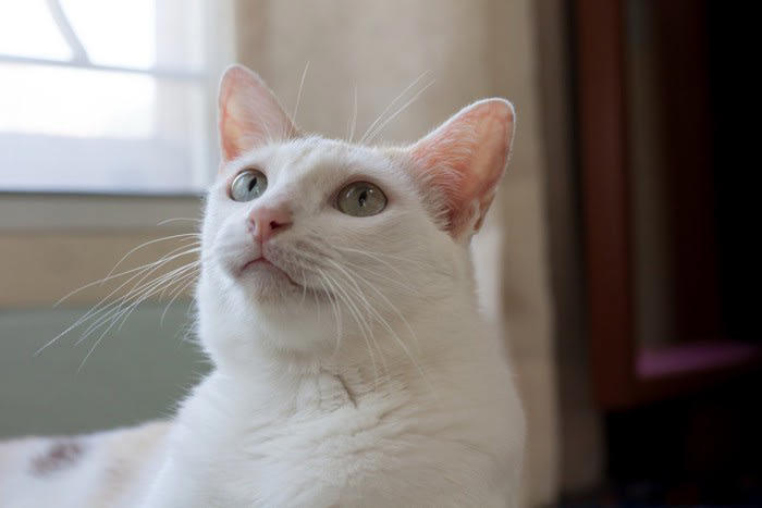 猫がよくやりがちな『不気味な行動』5つ 何を見つめているの…？隠された理由とは