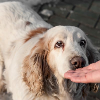 犬が久しぶりに会った人にみせる行動3つ どうやって認識しているの? ワンコの記憶力まで