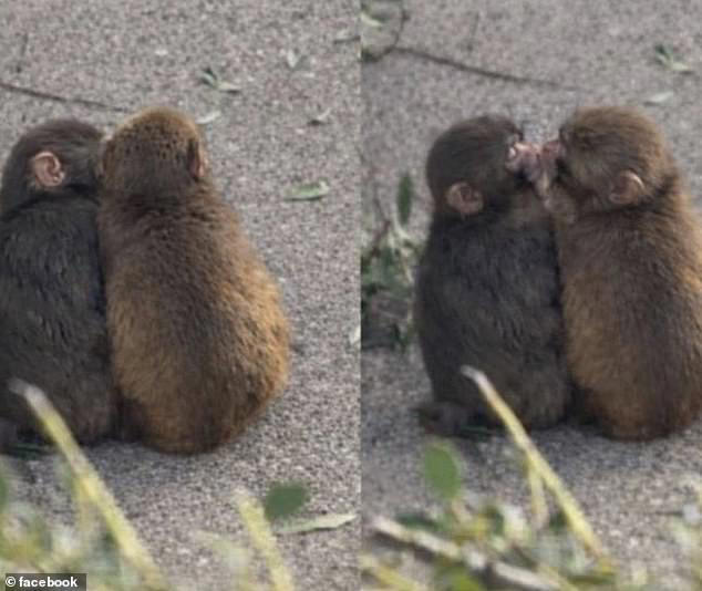 Has Punch the lonely monkey been floored by Momo-chan? Viral zoo star  spotted kissing playmate