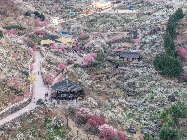 Nighttime plum blossoms create ethereal landscape in Gwangyang