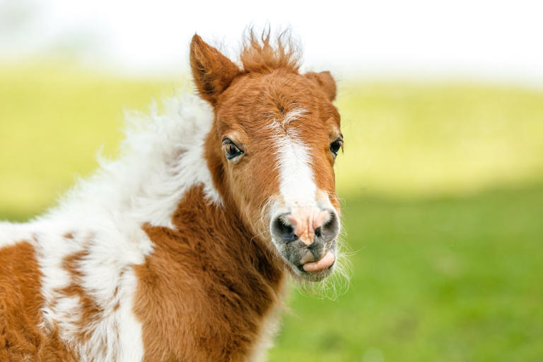 Watch a newborn miniature horse foal struggle to lie down for his first nap