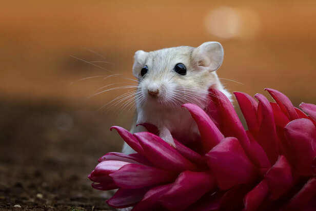 Tiny pets that need very little space and are perfect for small homes - Tiny Rodent Habitats For Small Spaces