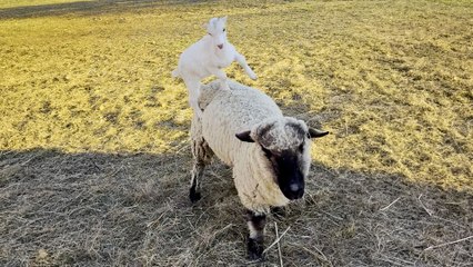 Rescued baby goat loves riding on her sheep friend's back
