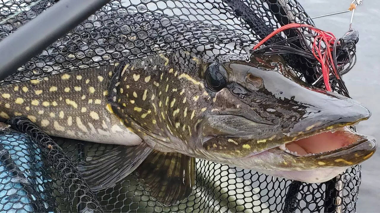 Meet the northern pike fish: The freshwater predator that lays 500,000 ...