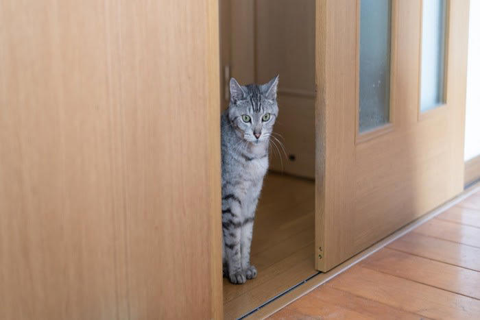 猫がよくやりがちな『不気味な行動』5つ 何を見つめているの…？隠された理由とは