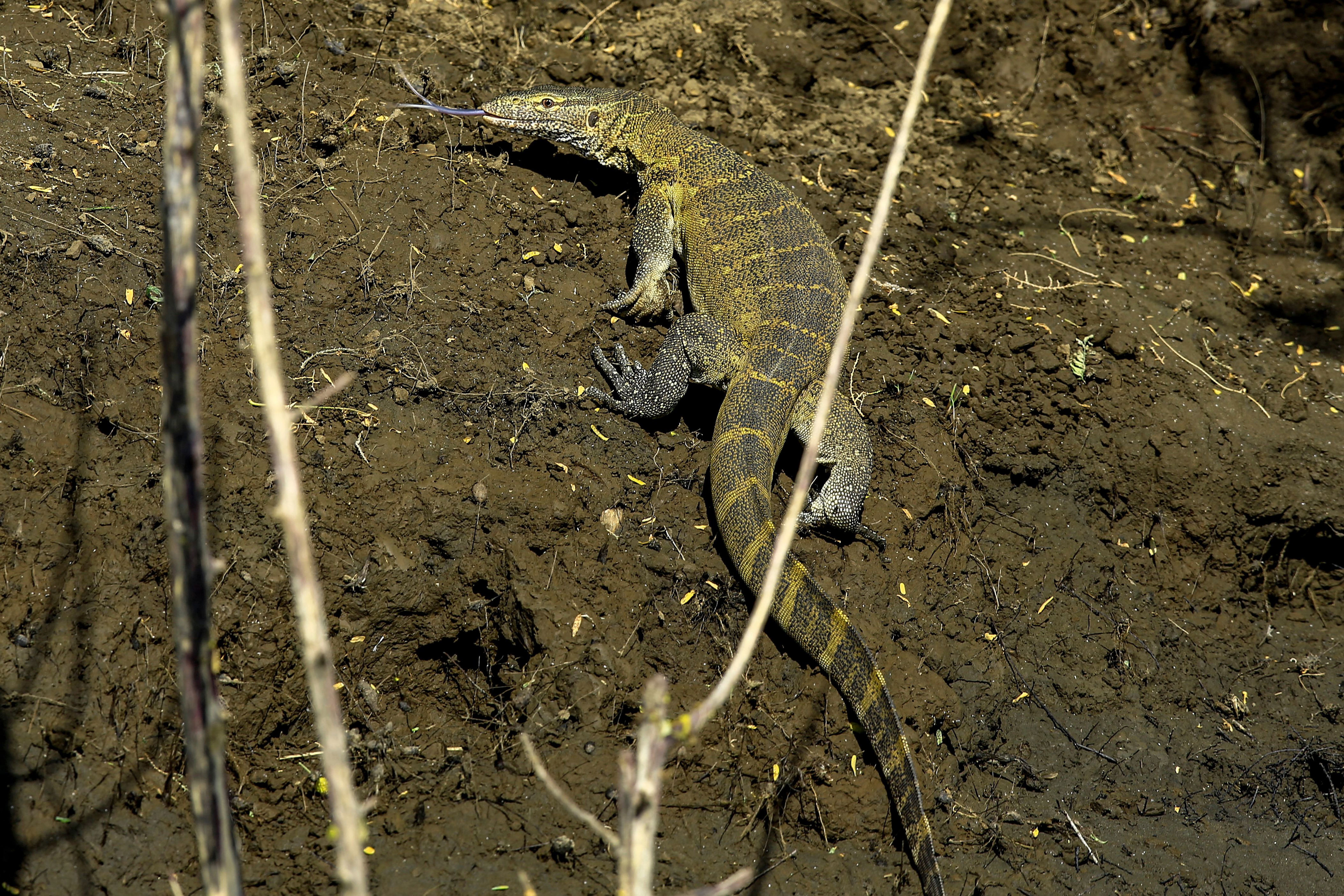 This Invasive Species Can Be 7-Feet Long and Are Described as ‘Modern ...