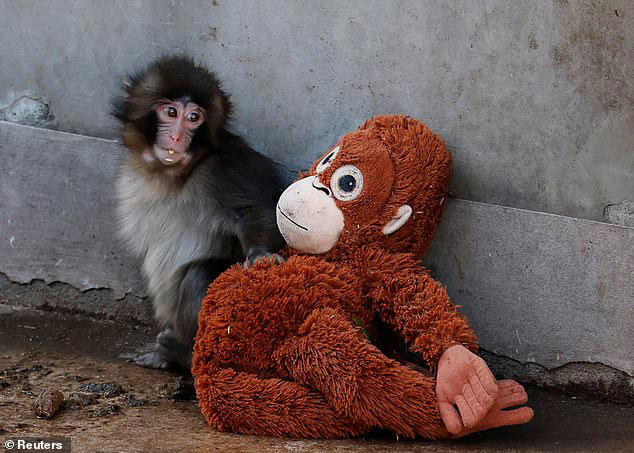 Has Punch the lonely monkey been floored by Momo-chan? Viral zoo star  spotted kissing playmate