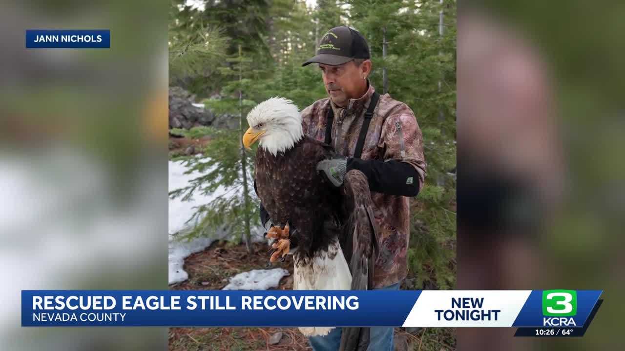 Eagle rescued in Truckee tests lead-free, needs trout donations