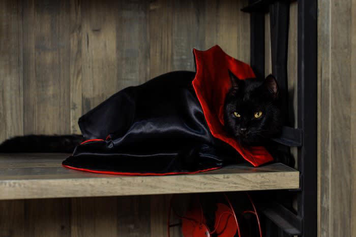 猫がよくやりがちな『不気味な行動』5つ 何を見つめているの…？隠された理由とは