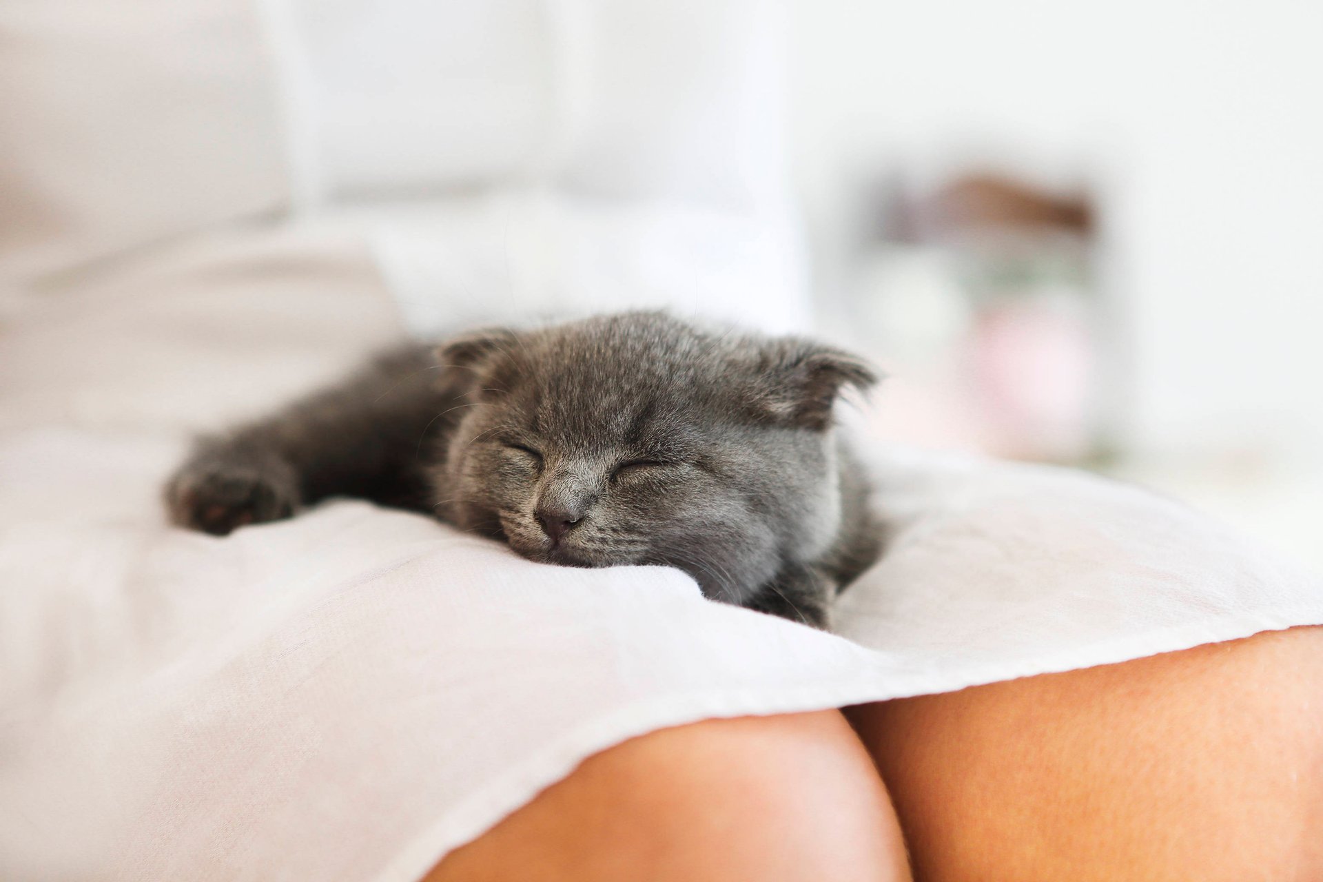 Bis zu 16 Stunden am Tag: Darum brauchen Katzen so viel Schlaf