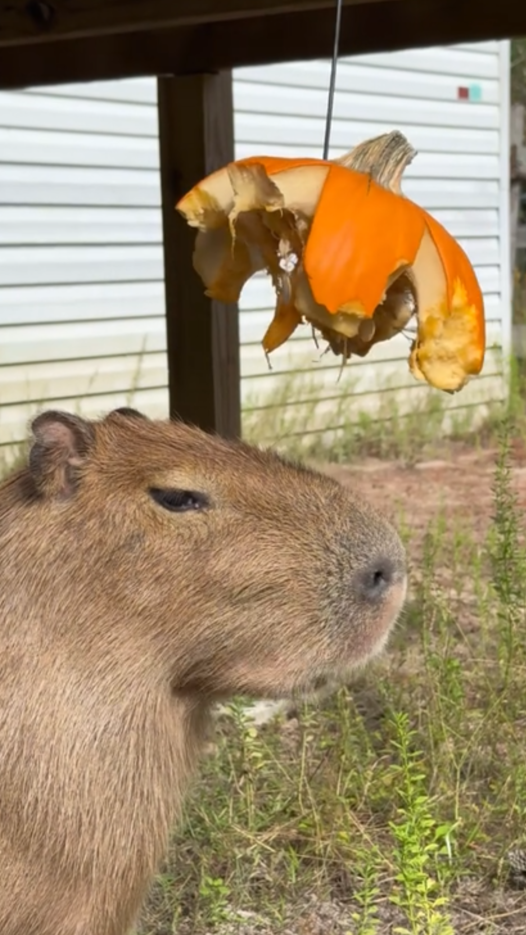 Why letting animals forage improves their natural behavior