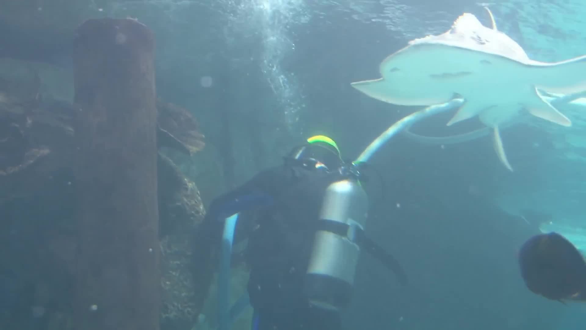 Shark encounters so intense they were caught on video for the world to see