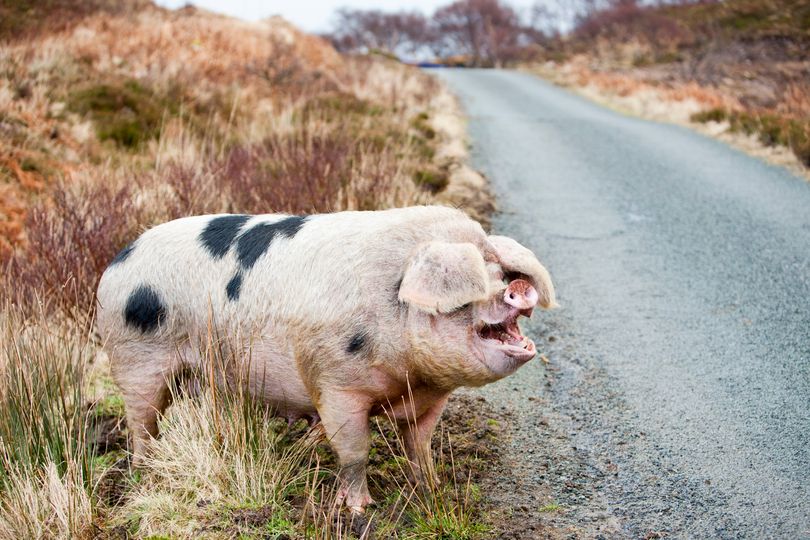 You must tell police if you hit one of eight animals on road - full list