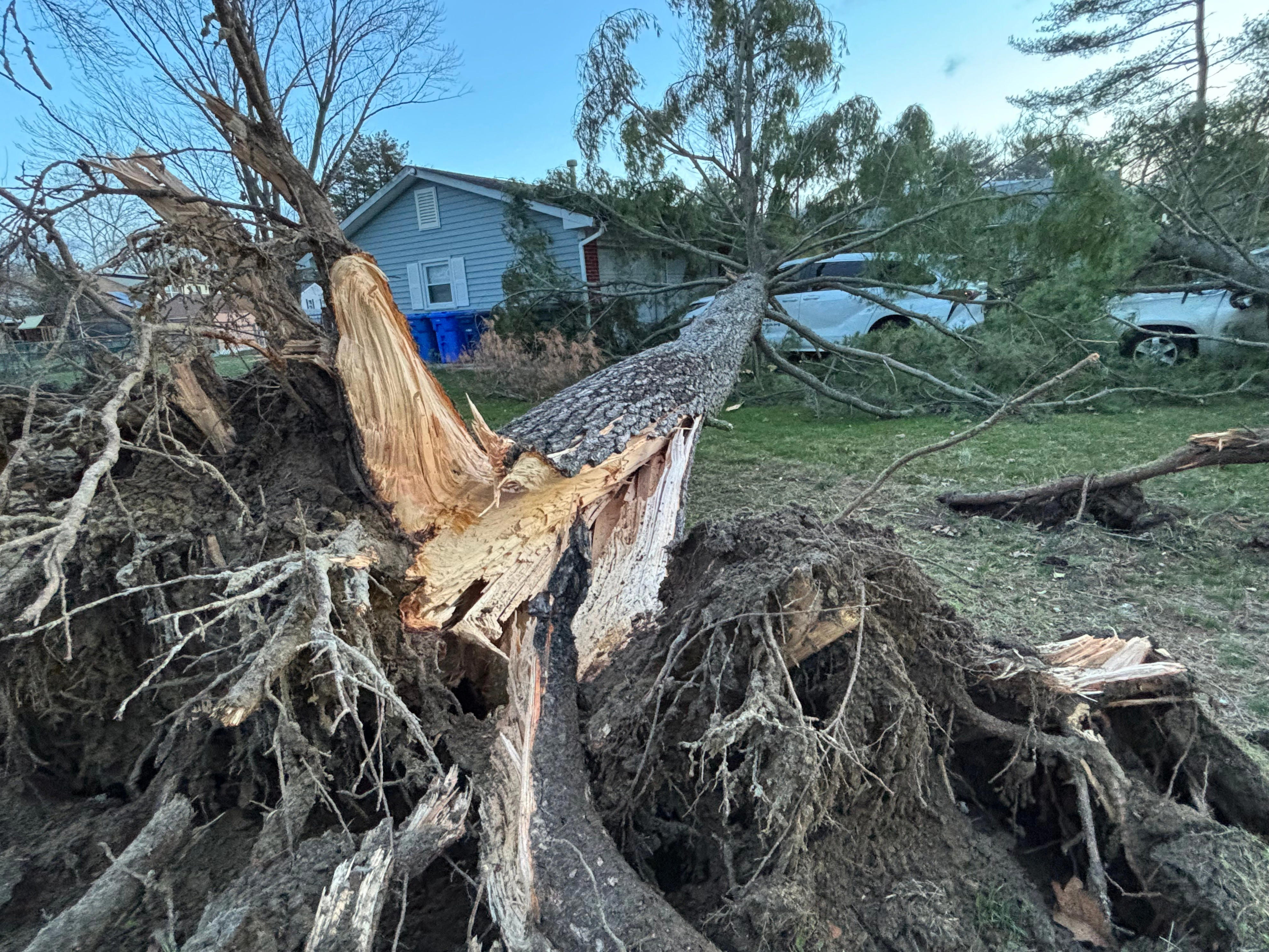 Overnight storms knock down trees and power lines throughout region