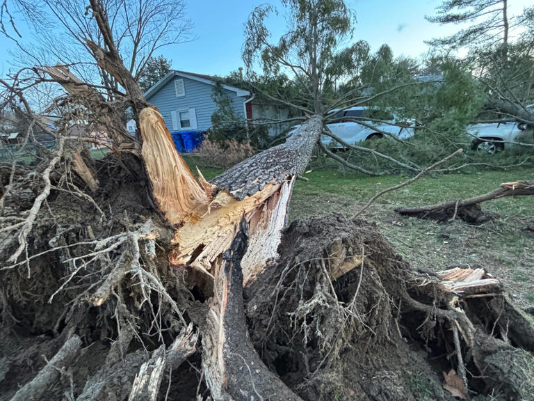 Overnight storms knock down trees and power lines throughout region
