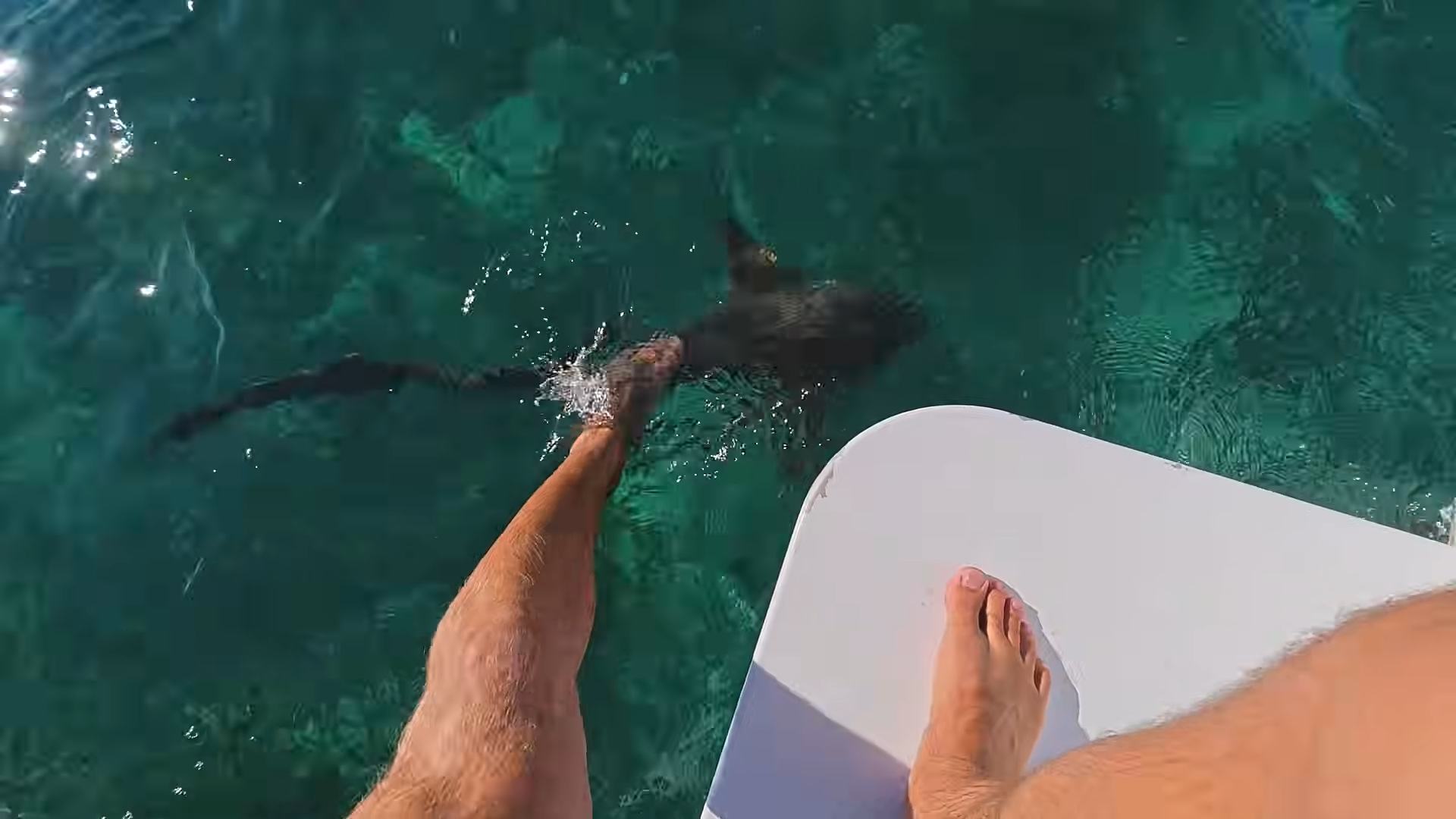 Watch what happens when I fish surrounded by sharks on the reef