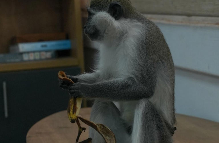 Monkey found in cage in Israel, suspect detained in trafficking case
