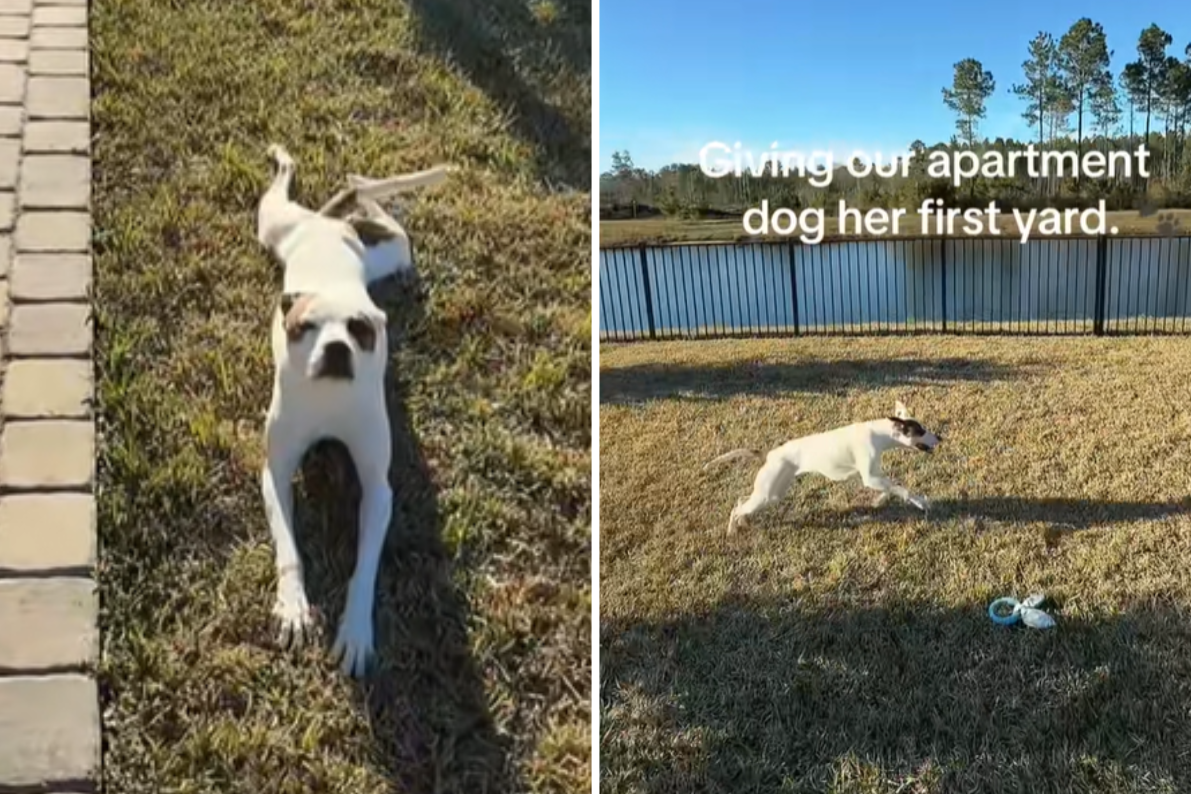 Moment anxious apartment dog realizes new home has a backyard goes viral<br><br>