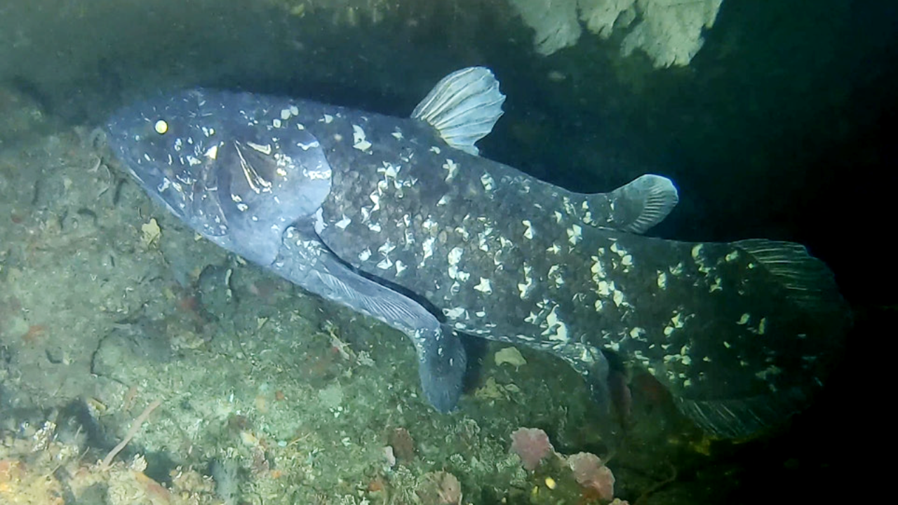 Coelacanth: The 'extinct' fish found alive after 66 million years