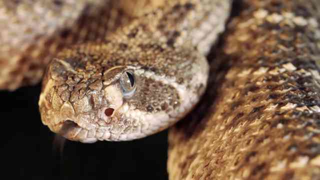 Watch what happens when a snake injects its venom