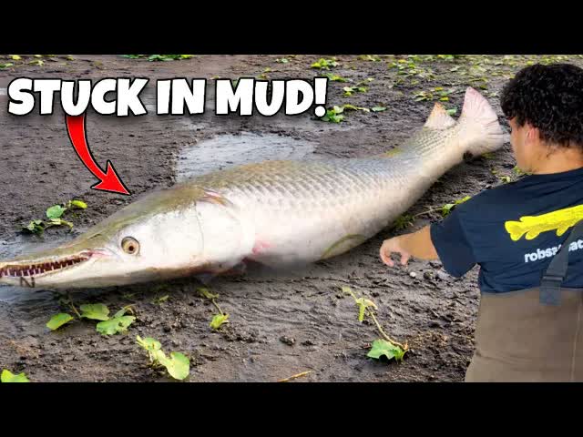 We waded into a disgusting mud pit to save these monster fish