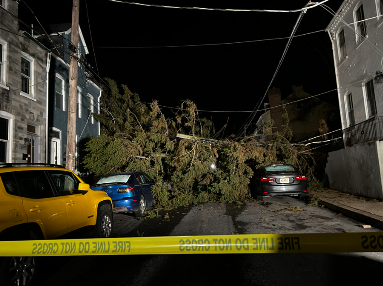 Residents left with no electricity after large tree falls on power ...