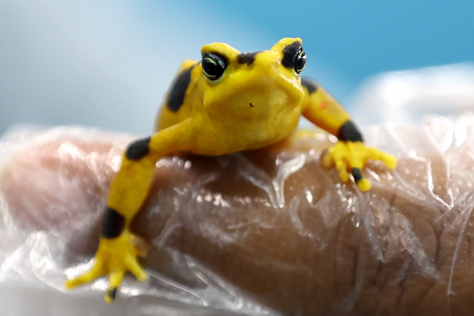 Más cerca del regreso de la casi extinta rana dorada a su hábitat ...