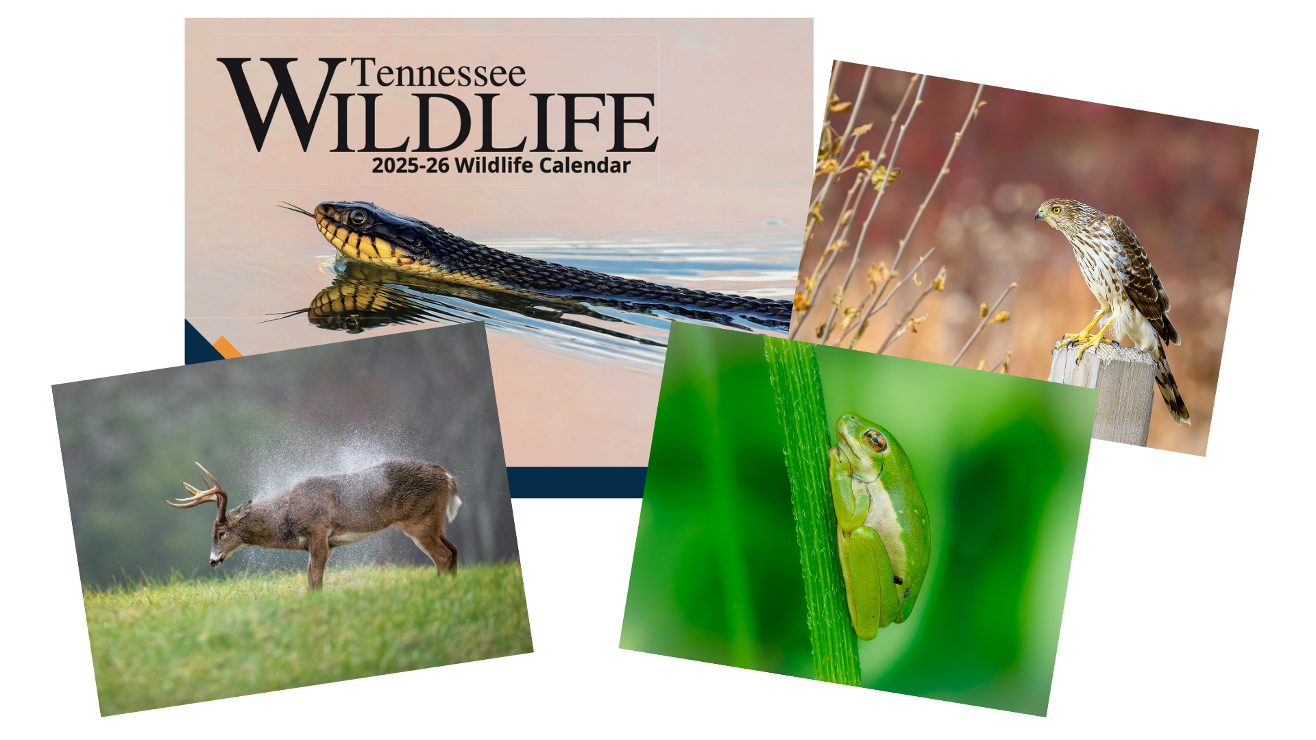 TWRA calendar photo contest offers cash for Tennessee wildlife images