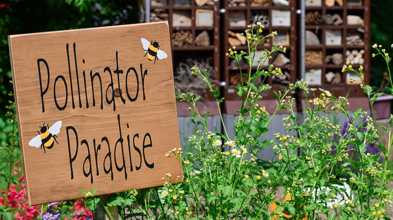 Fill empty garden spaces with a stunning self-seeding flower that ...