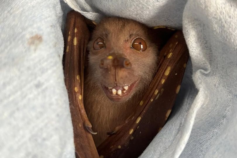 Tiny rescued bat goes viral for looking just like legendary Disney ...