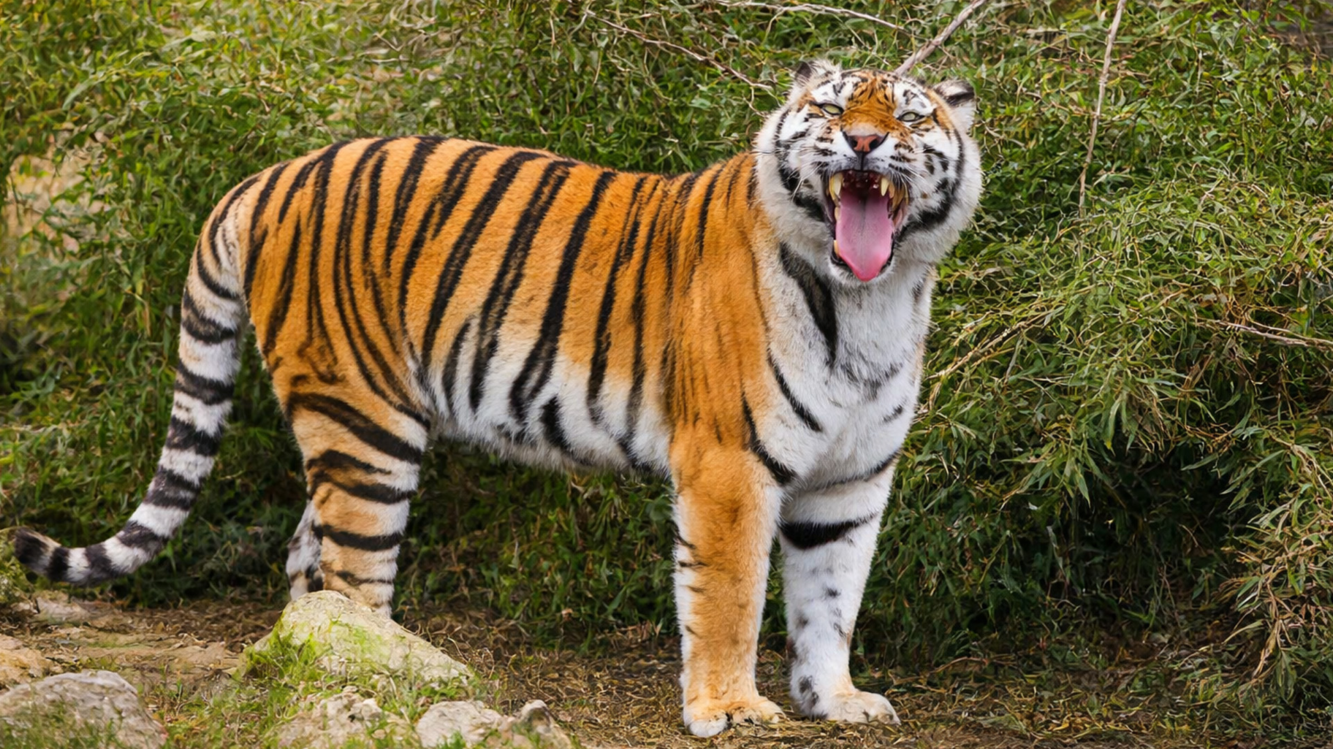 Tigre De Peluche Realista De 23 Cm O 33 Cm – Suave Y Abrazable, Almohada De Animal Para Niños, Regalo De Navidad O Cumpleaños