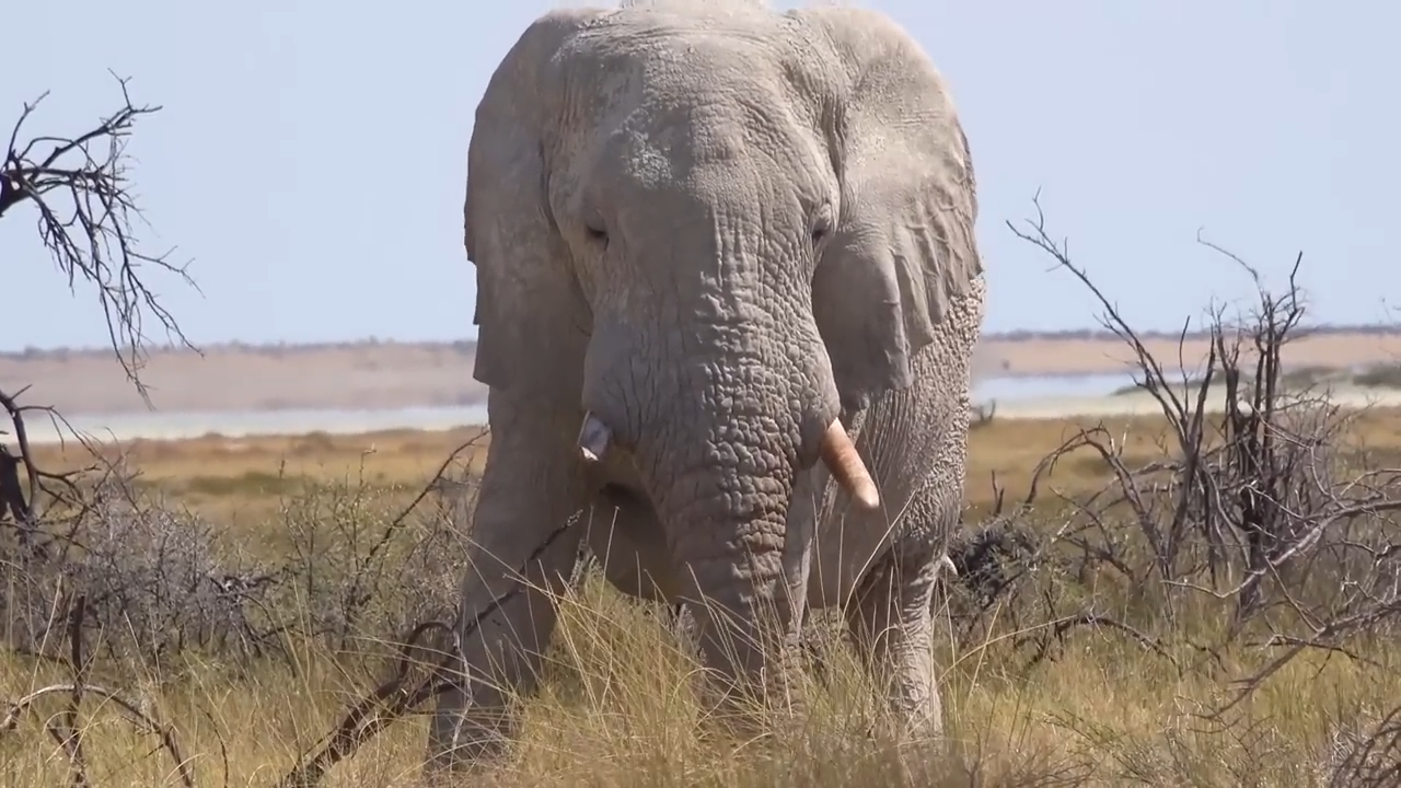 Watch what happens when an elephant returns to alcohol-rich fruit again ...