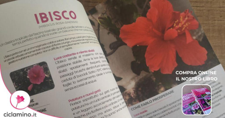 Predilige clima tropicale ma l’ibisco si adatta ai nostri balconi per ...