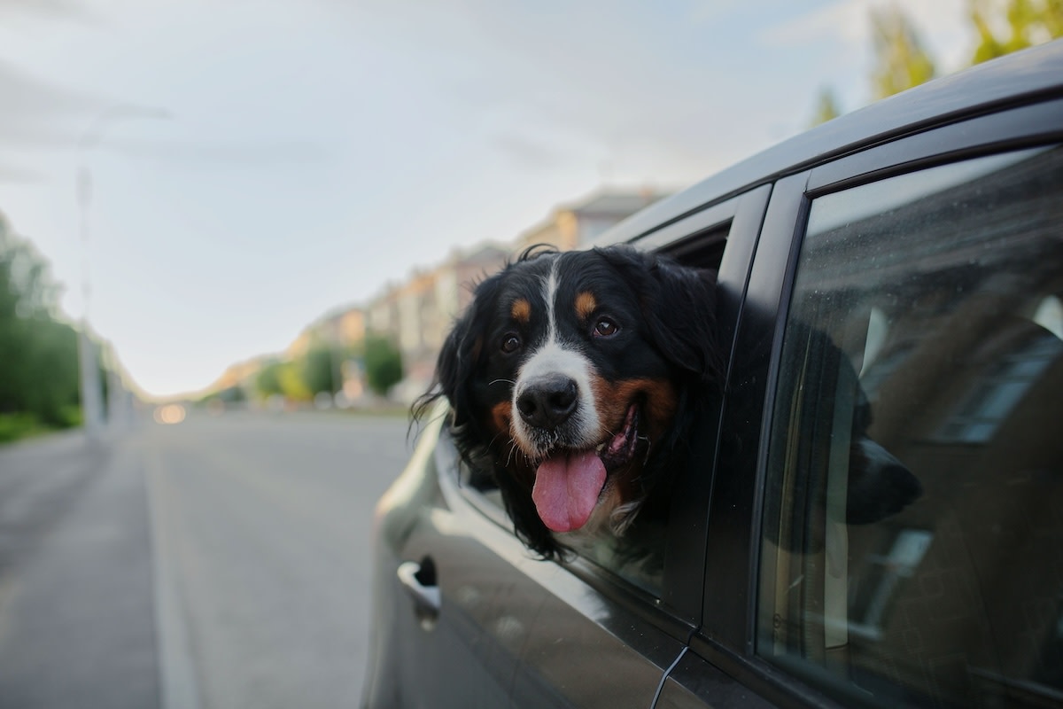 2026 puppy name trends: The most popular picks revealed