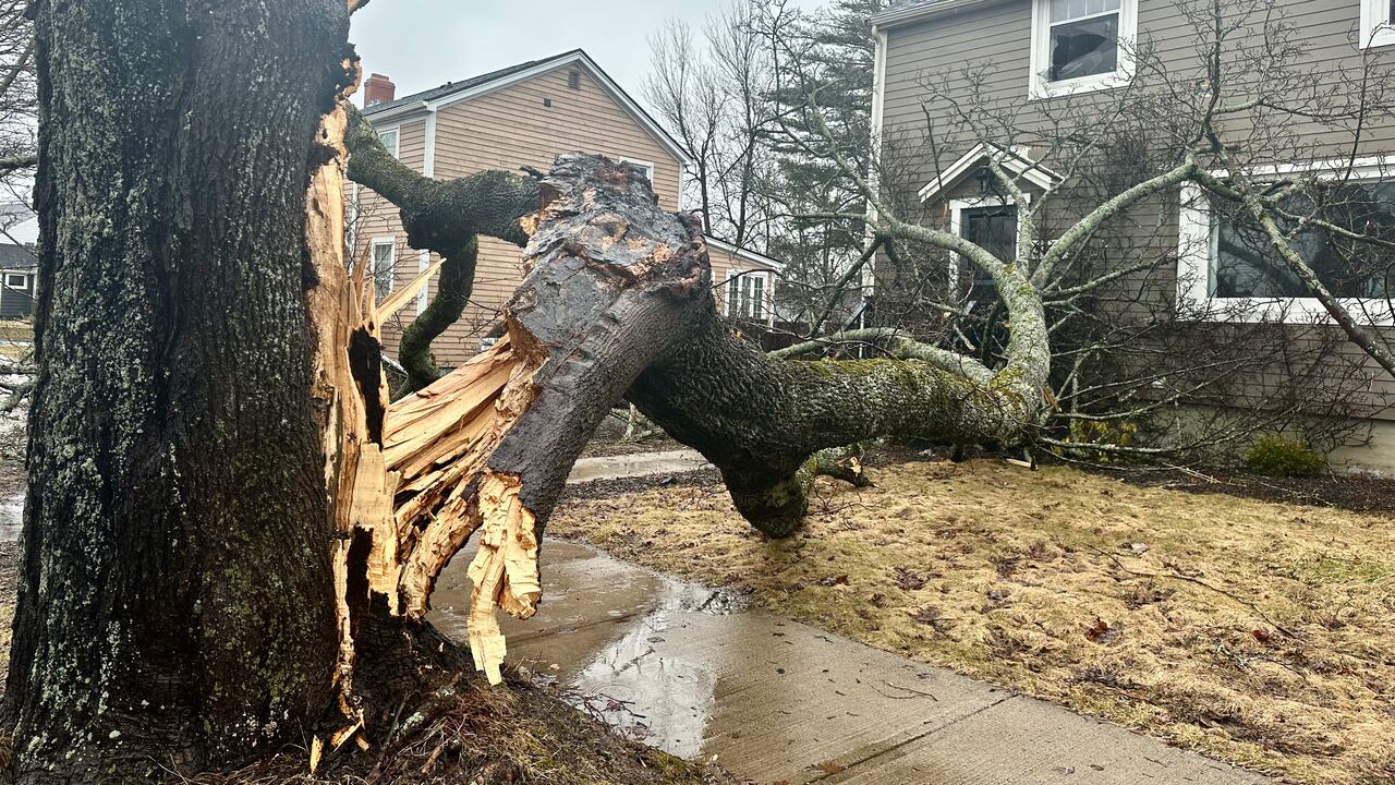 Blustery storm downs trees, knocks out power for thousands in Nova Scotia